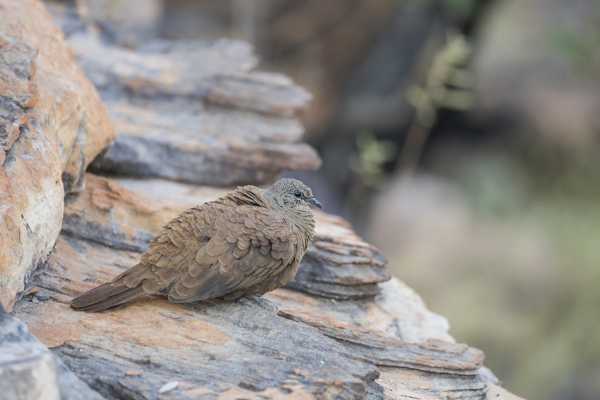 White-quilled Rock-Pigeon - ML641377913