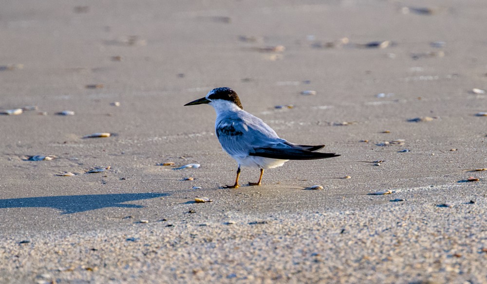Least Tern - ML641377916