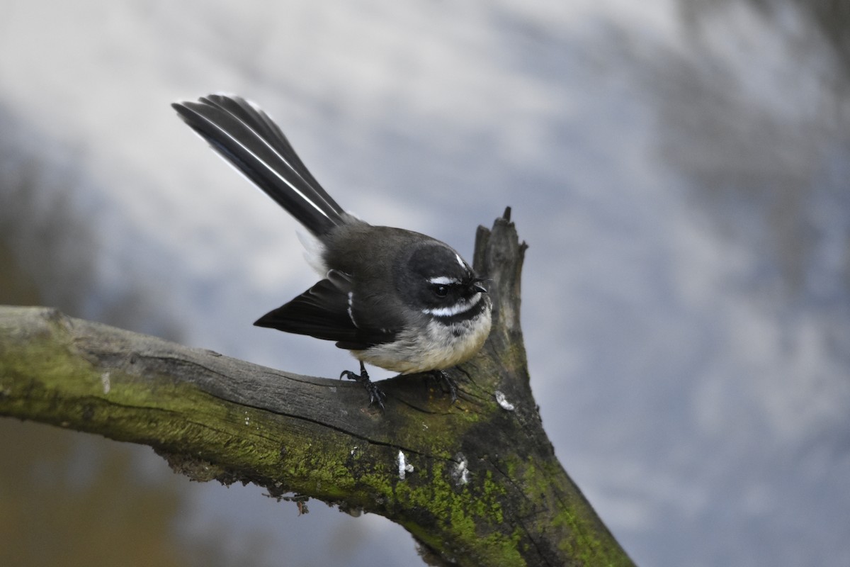 New Zealand Fantail - ML641377928