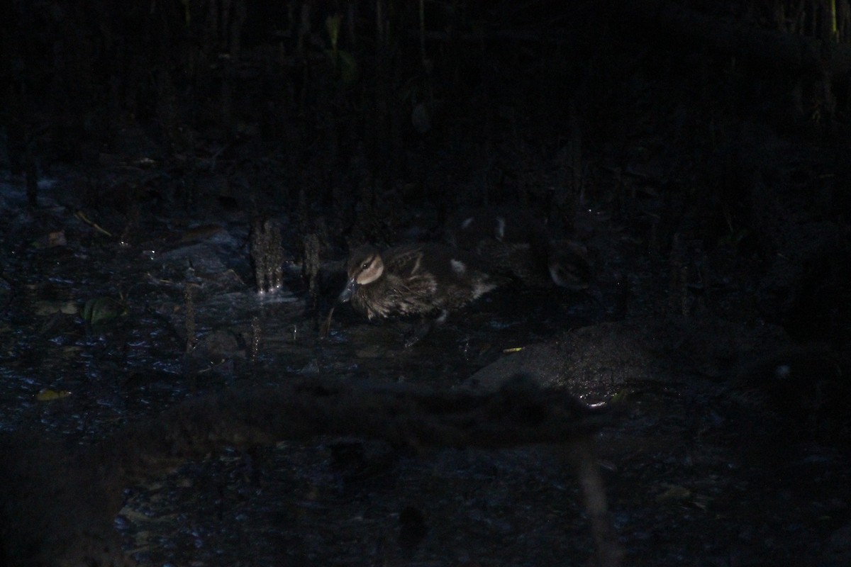 Pacific Black Duck - ML641377931