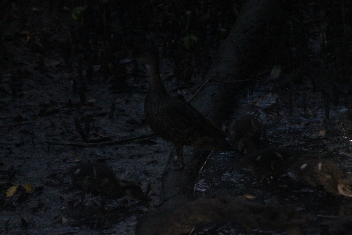 Pacific Black Duck - ML641377933