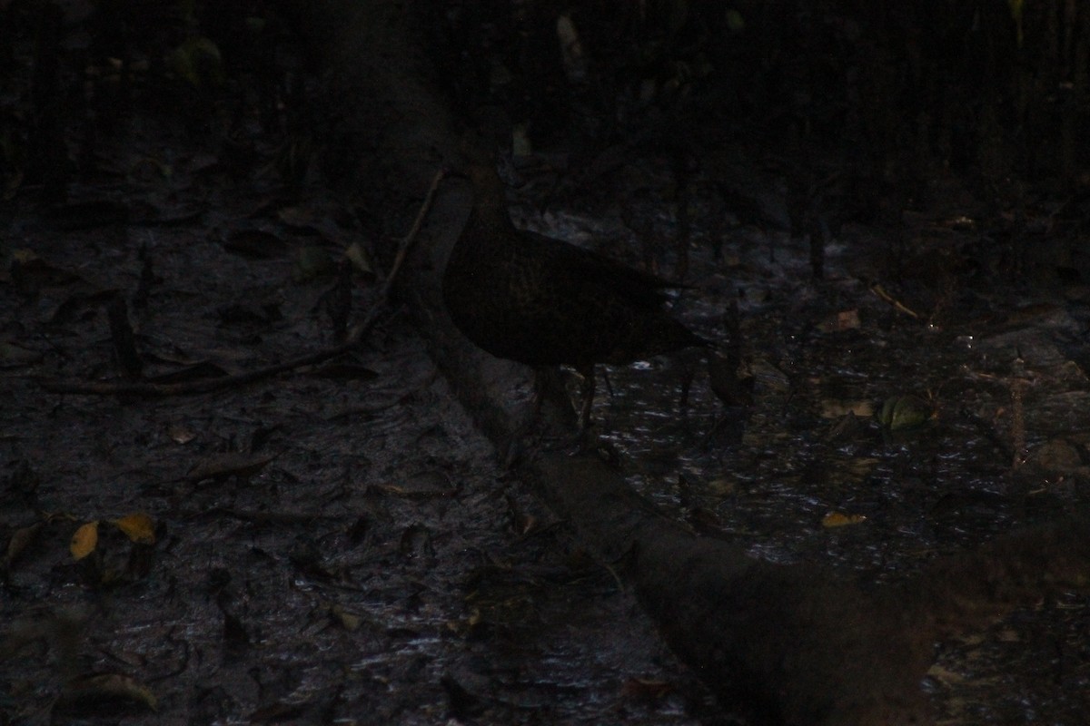 Pacific Black Duck - ML641377934