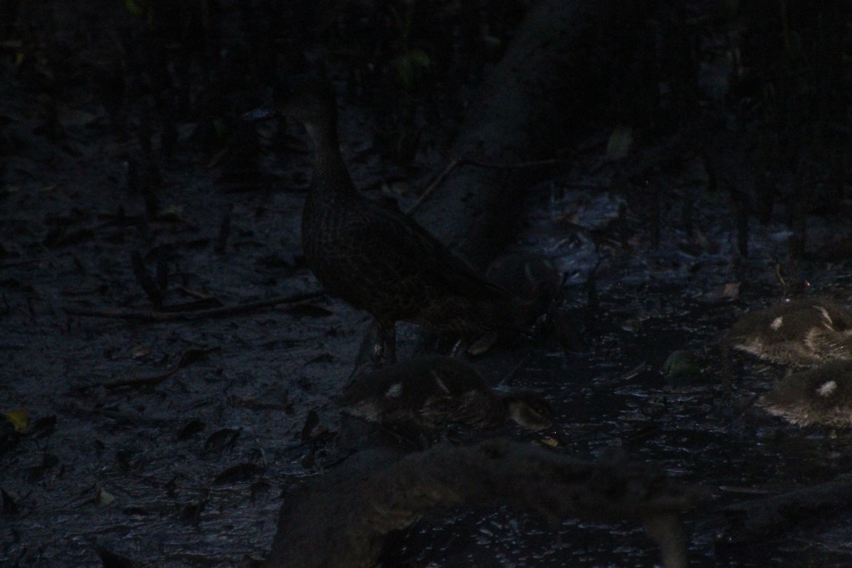 Pacific Black Duck - ML641377935