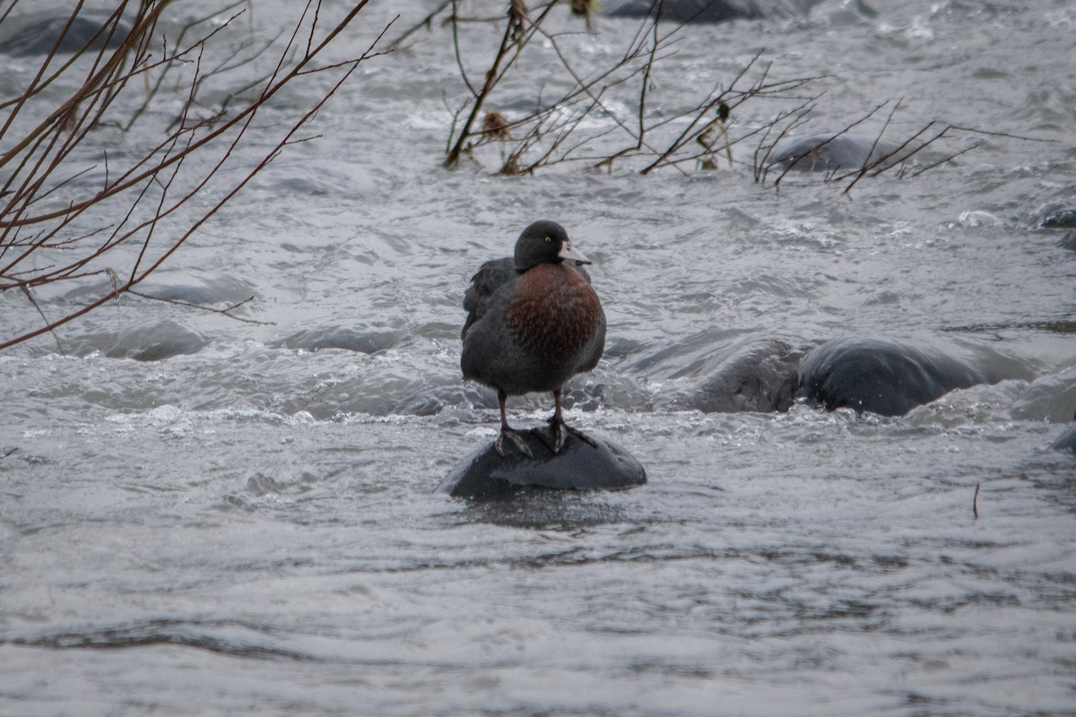 Blue Duck - ML641377956
