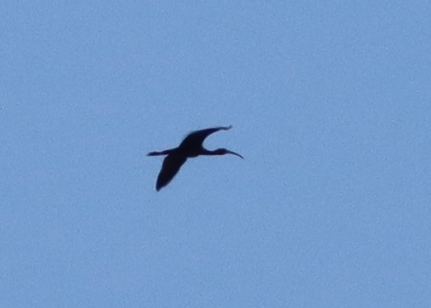 Glossy Ibis - ML641377966