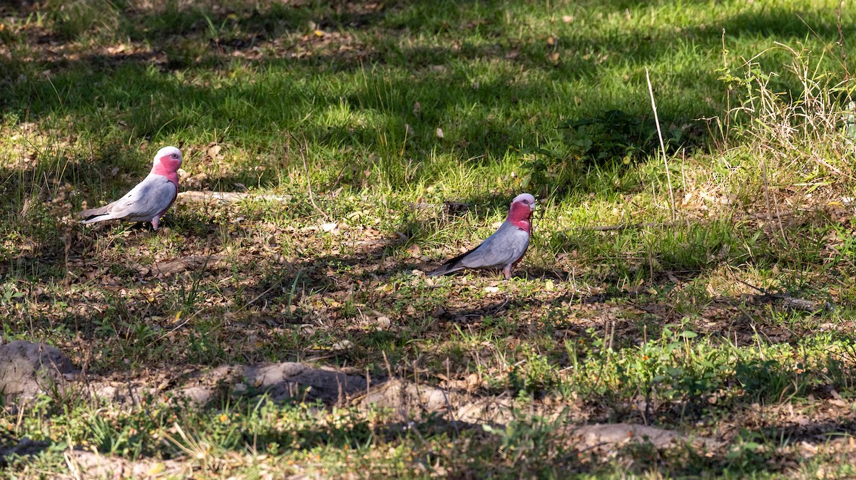 Galah - ML641377974
