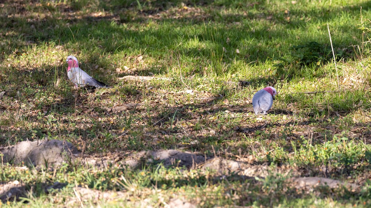 Galah - ML641377976