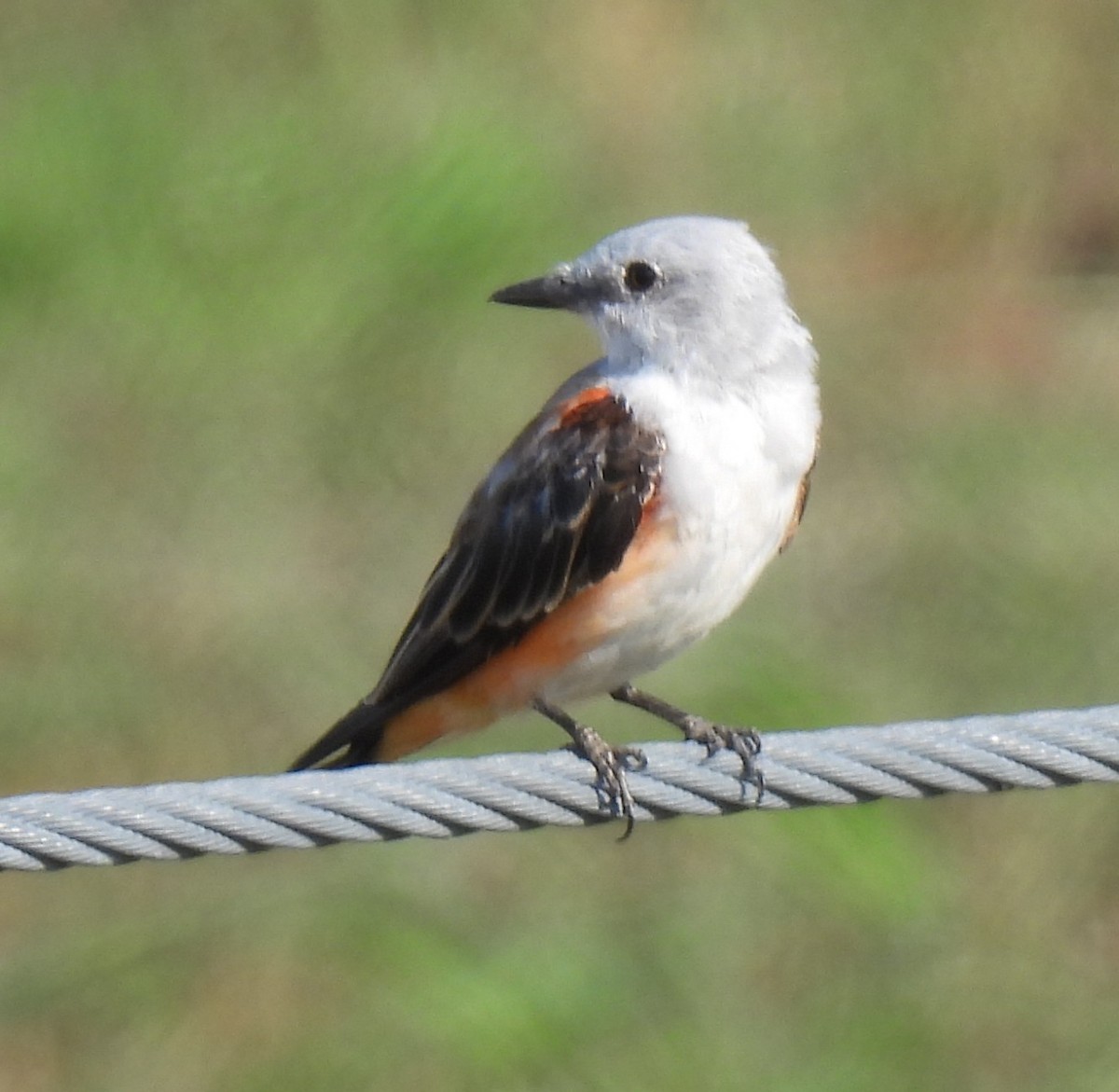 Scissor-tailed Flycatcher - ML641378053