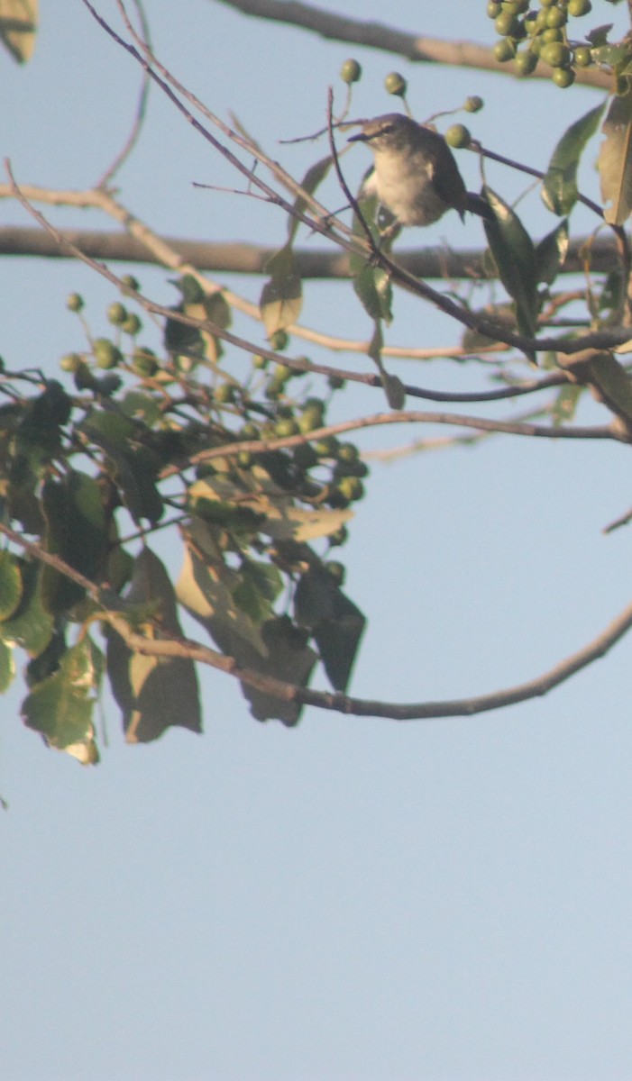 mangrovegerygone - ML641378077
