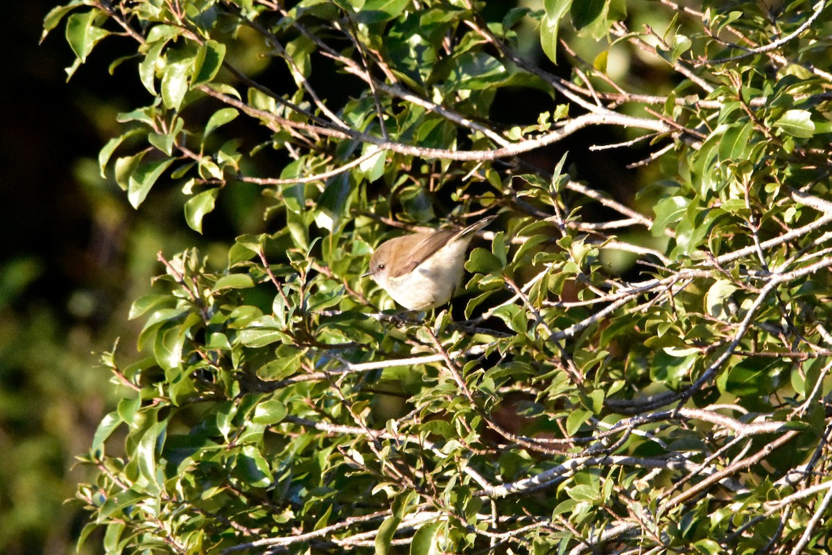 Gray Gerygone - ML641378141