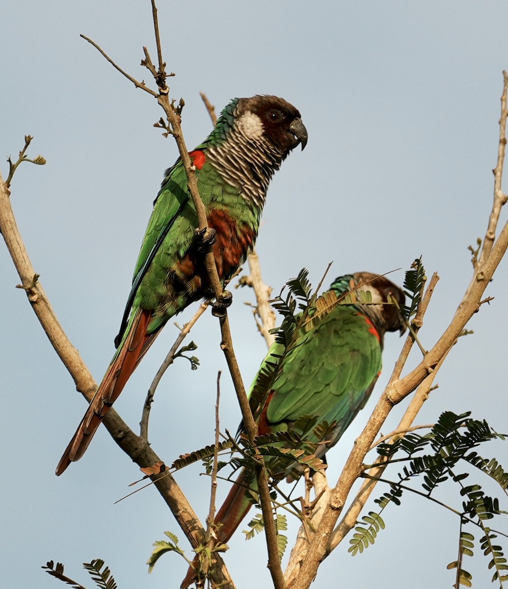 Gray-breasted Parakeet - ML641378146
