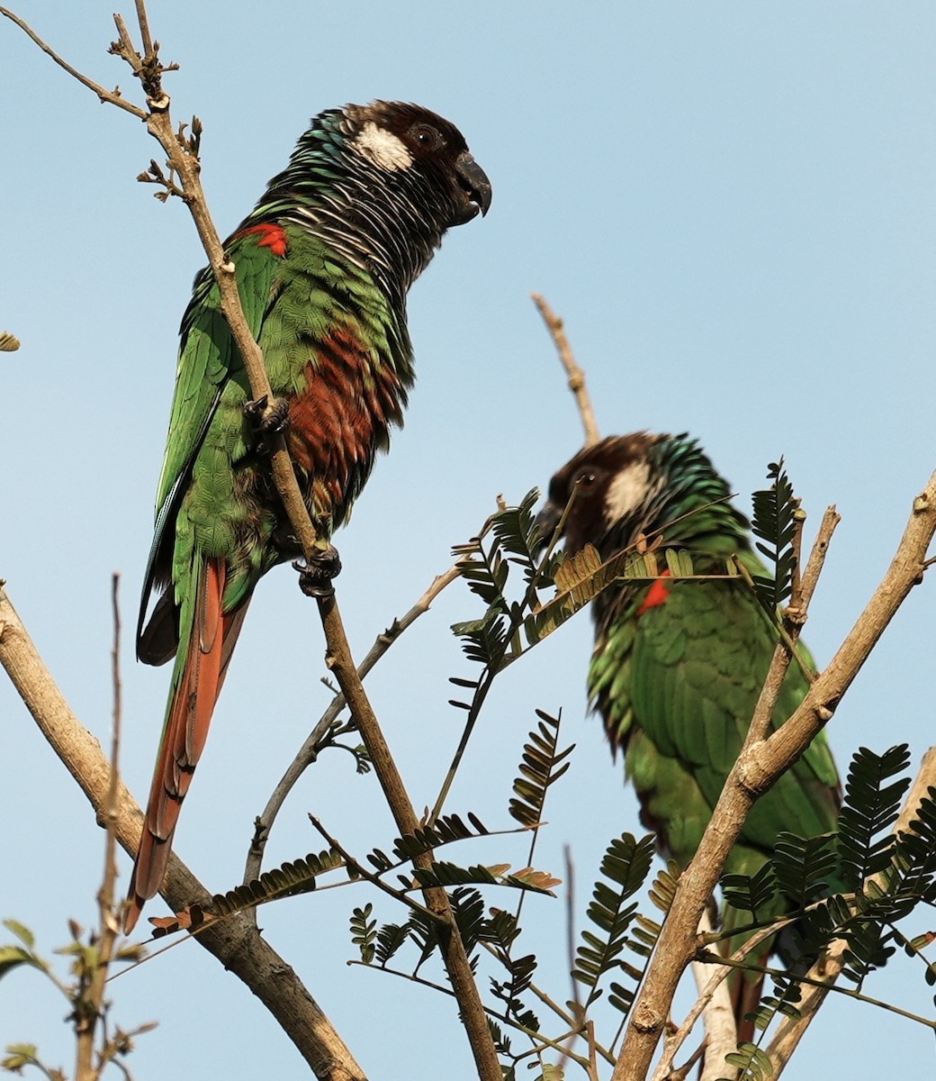Gray-breasted Parakeet - ML641378148