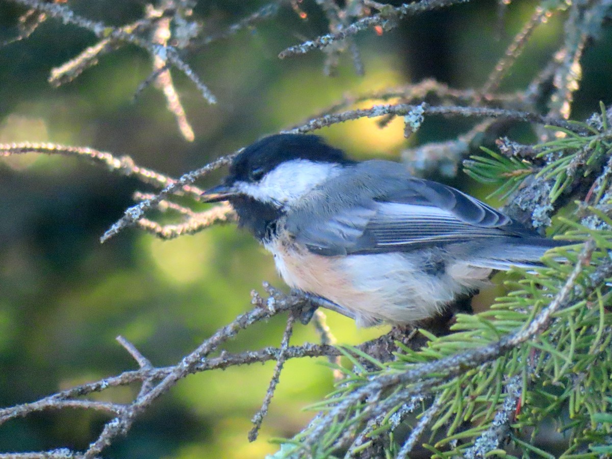 Black-capped Chickadee - ML641378216