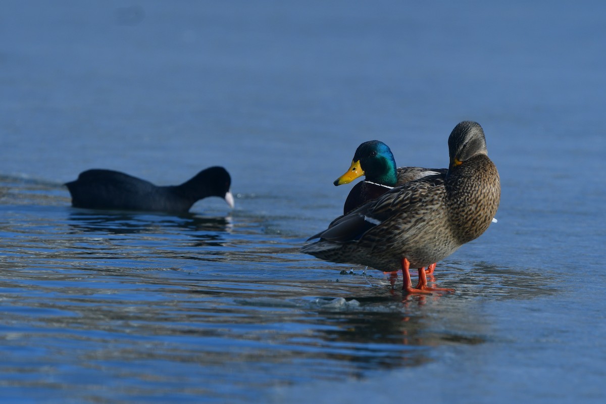 Mallard - ML641378240