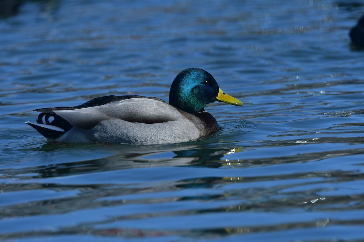 Mallard - ML641378241