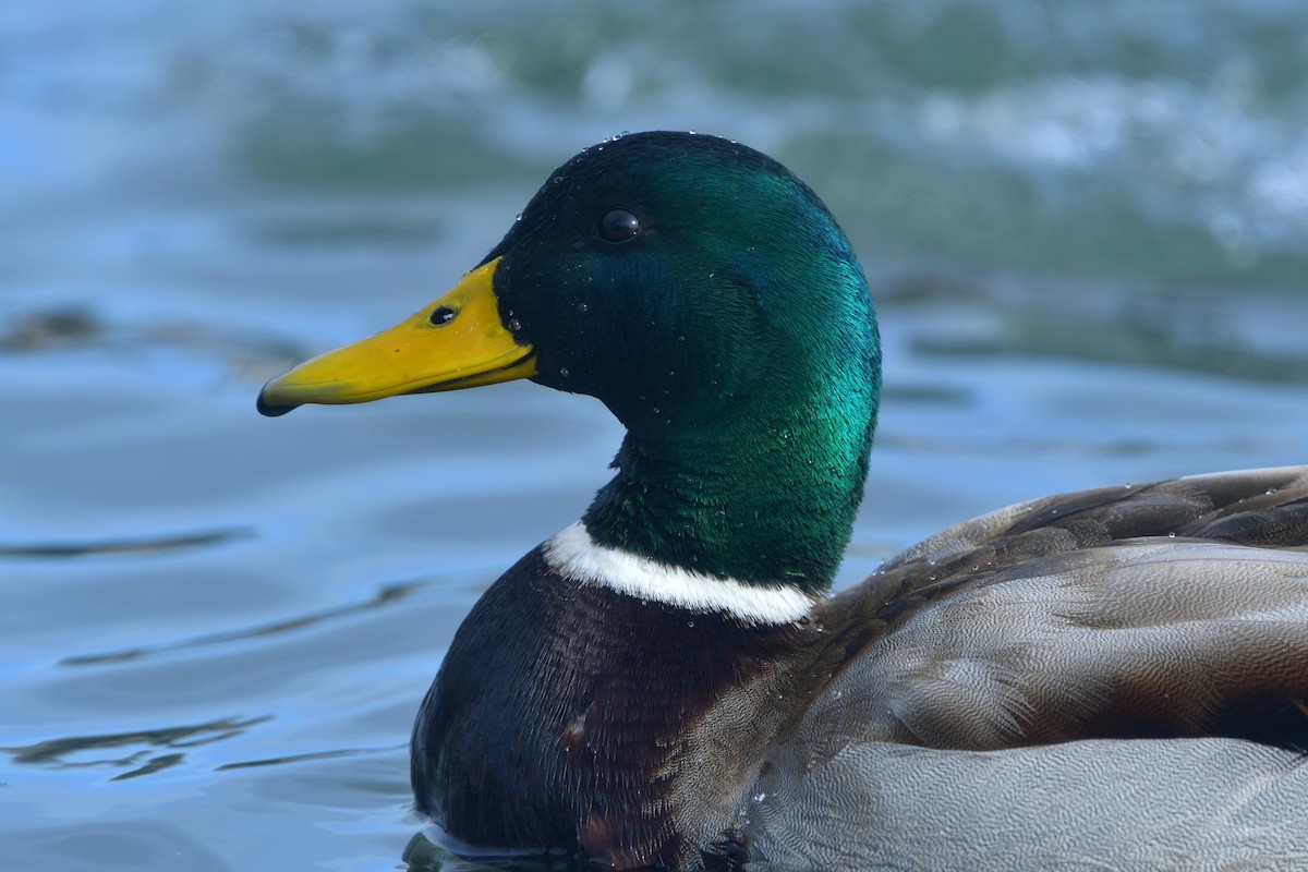 Mallard - ML641378242