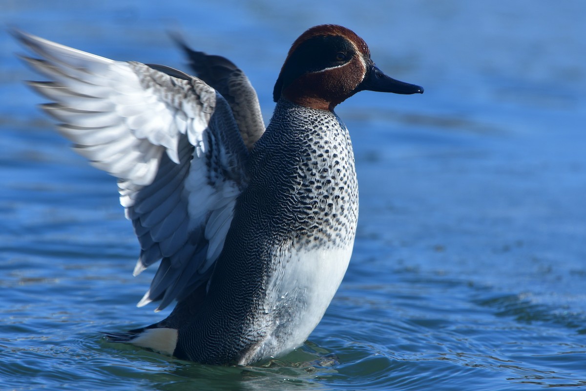 Green-winged Teal - ML641378252
