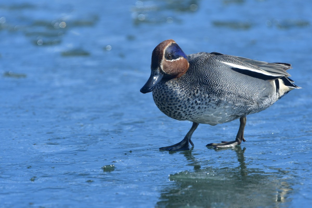 Green-winged Teal - ML641378254