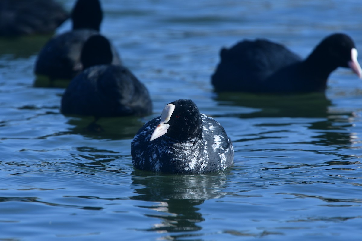 Eurasian Coot - ML641378261