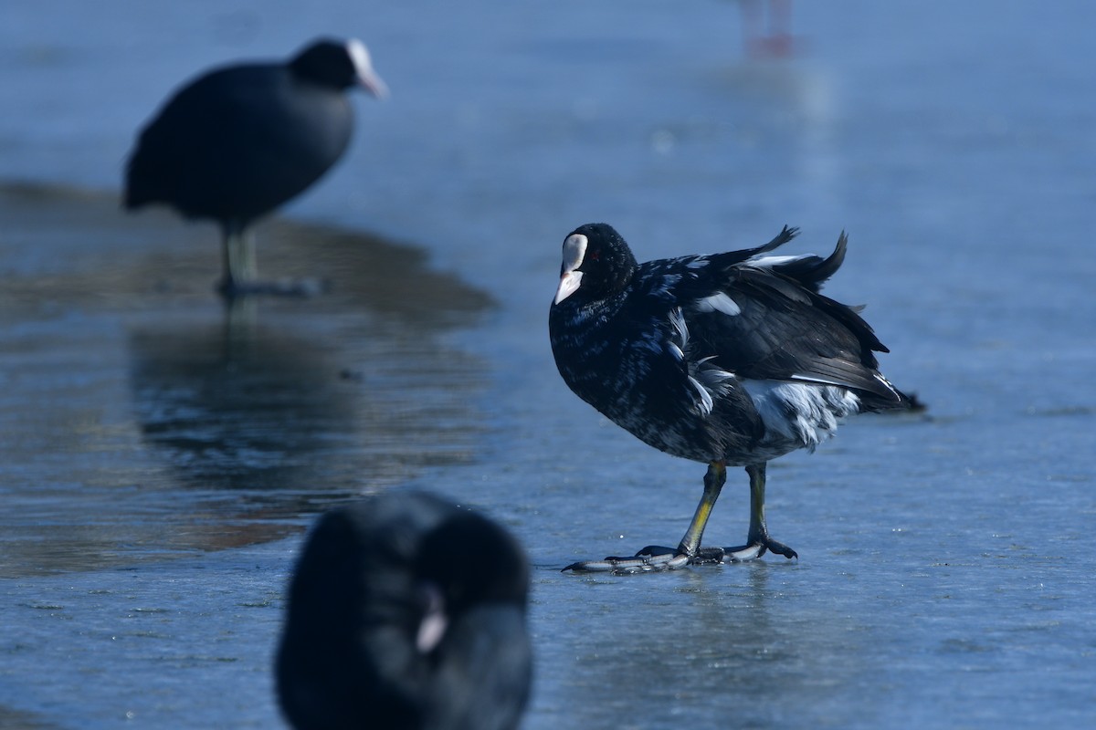 Eurasian Coot - ML641378265