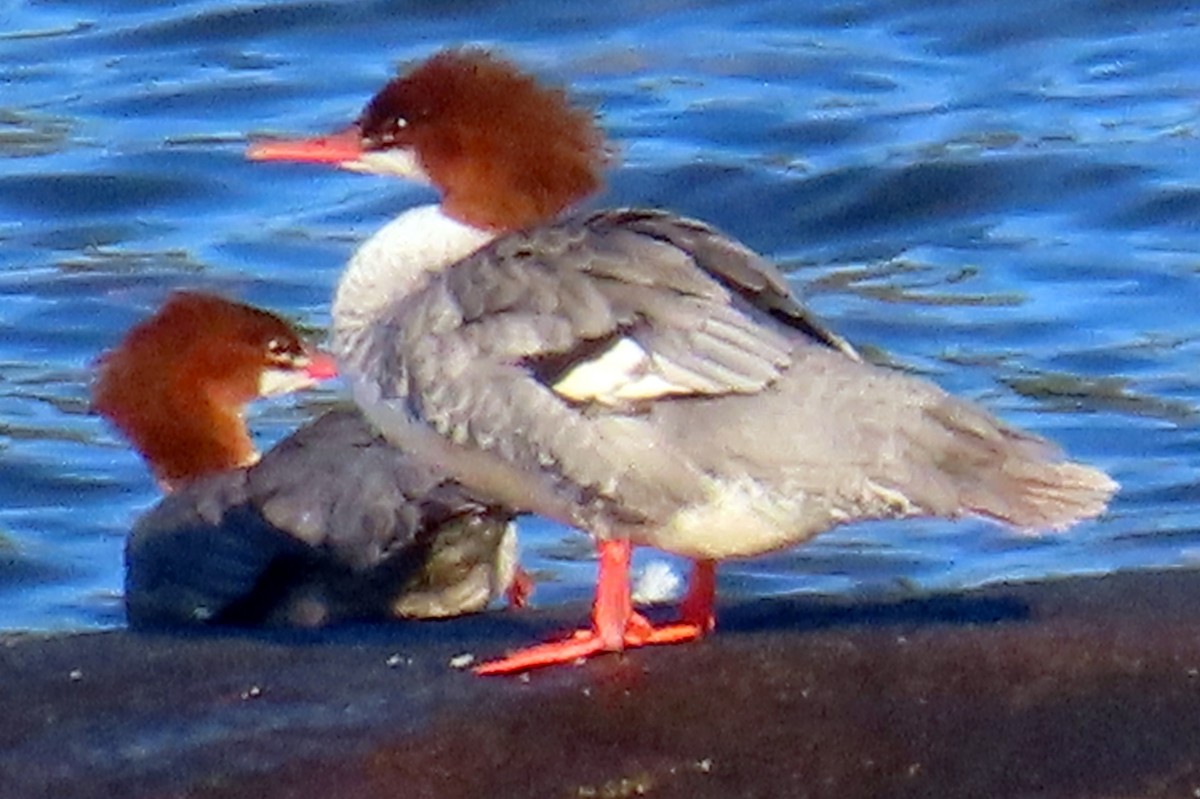 Common Merganser - ML641378302