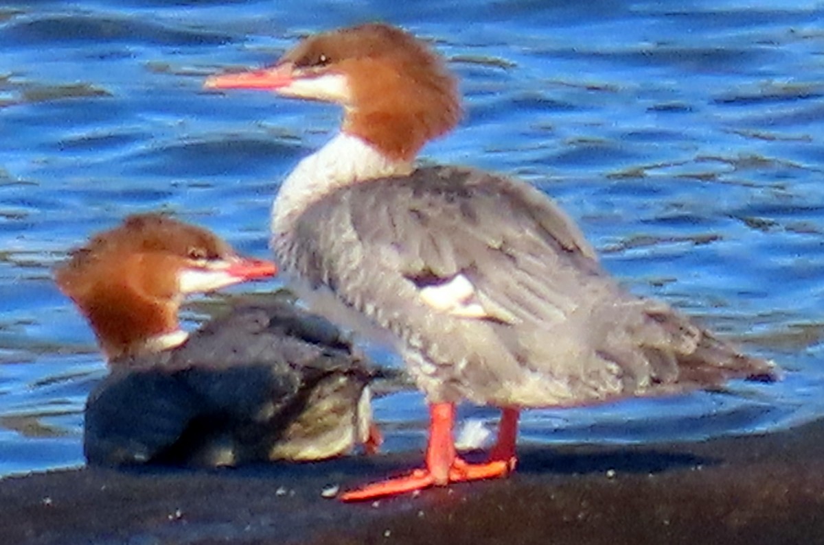 Common Merganser - ML641378303
