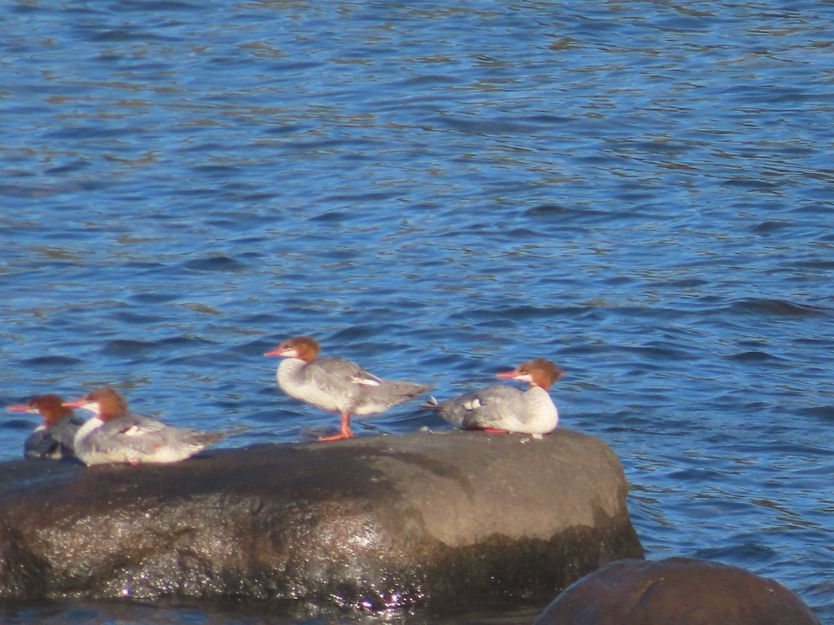 Common Merganser - ML641378304