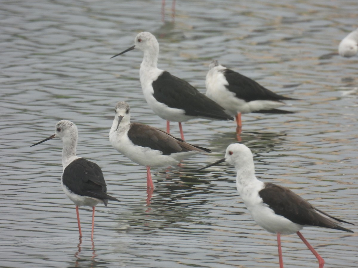 Black-winged Stilt - ML641378313