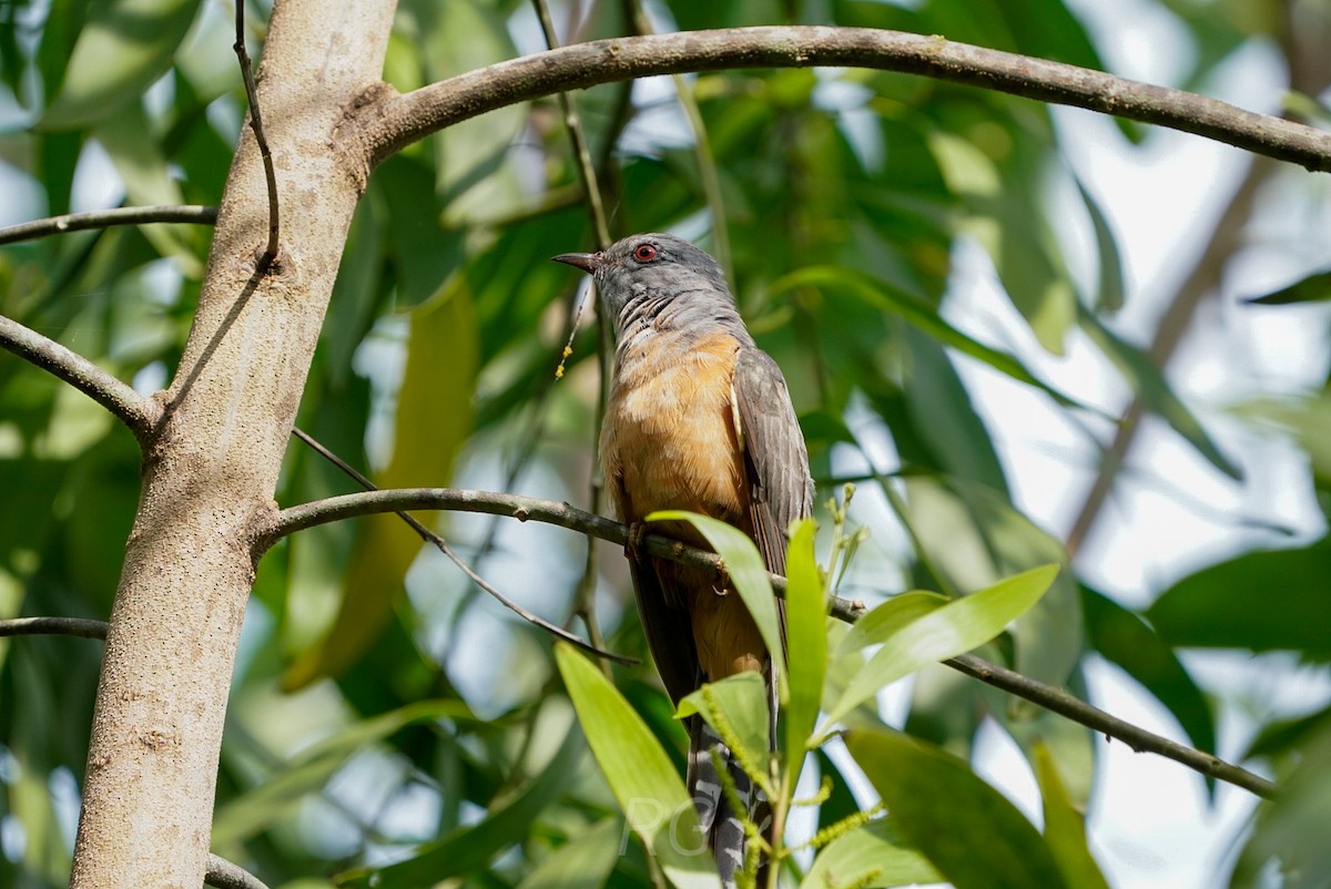 Plaintive Cuckoo - ML641378390