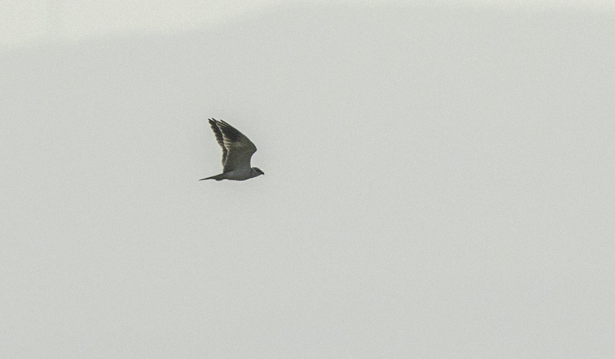 Black-winged Kite - ML641378391