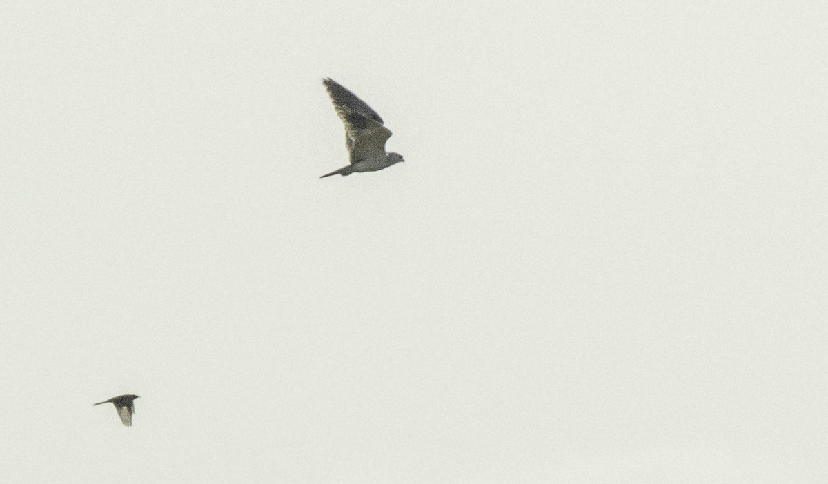 Black-winged Kite - ML641378392