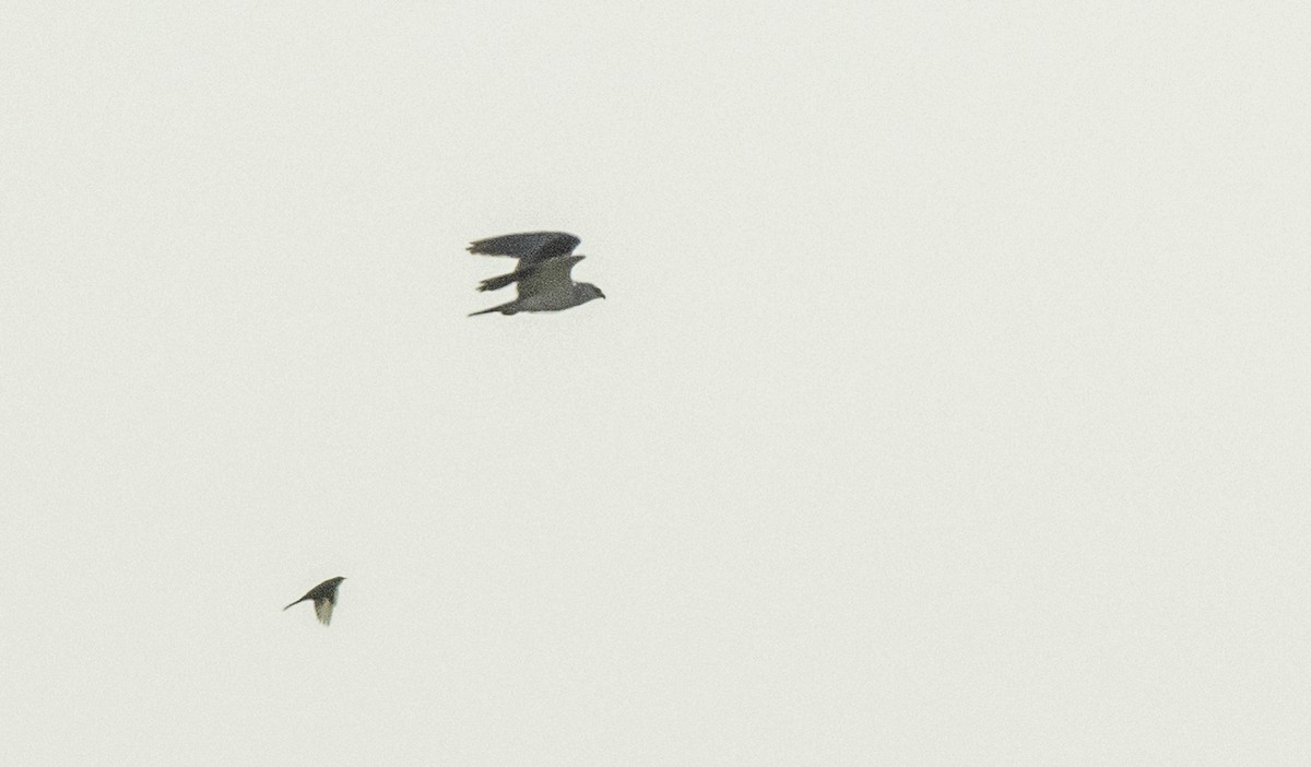 Black-winged Kite - ML641378395