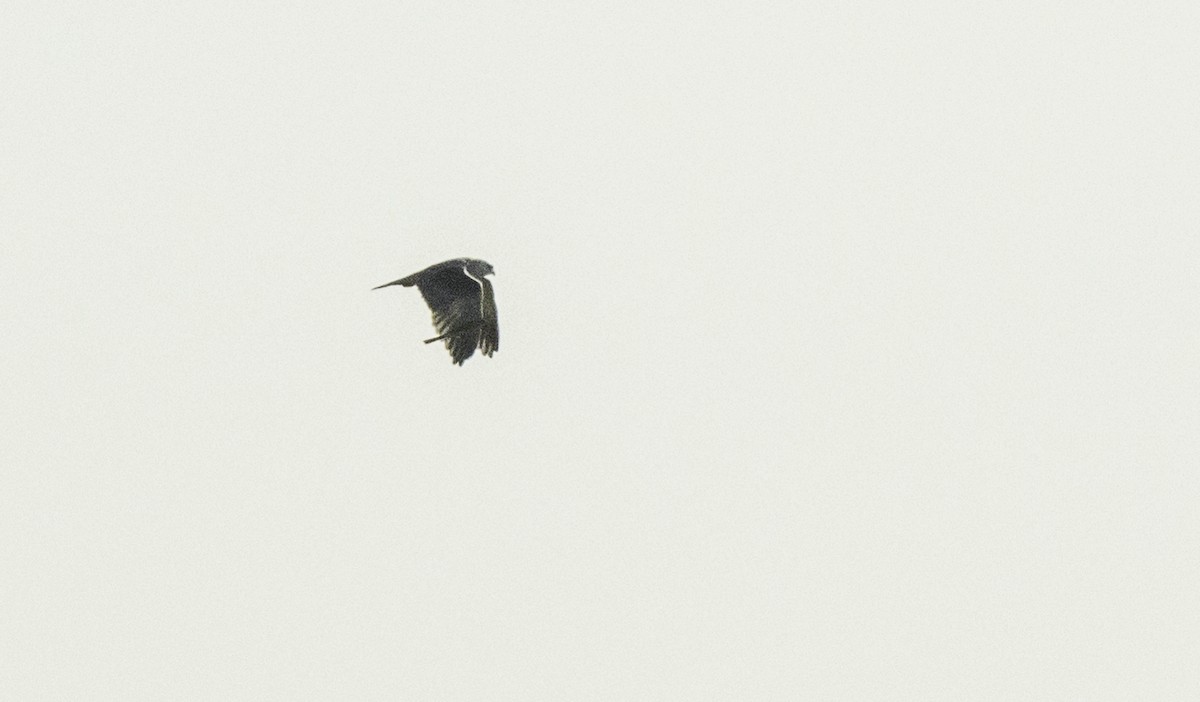 Black-winged Kite - ML641378396
