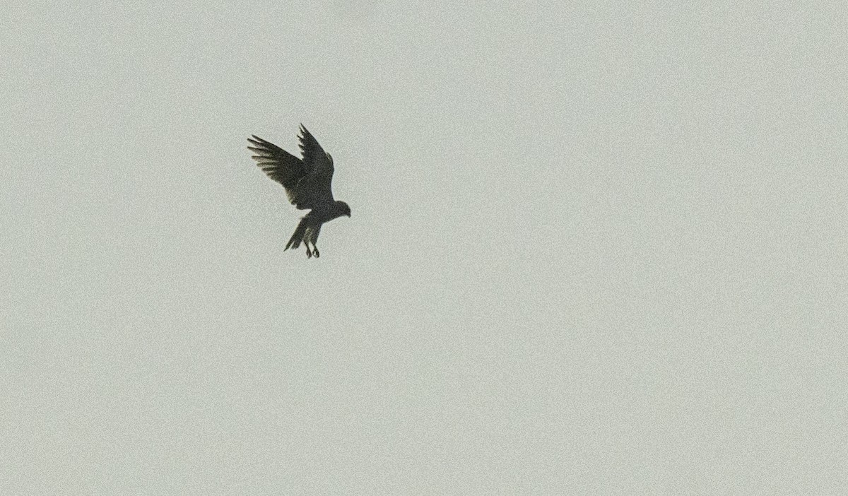 Black-winged Kite - ML641378397
