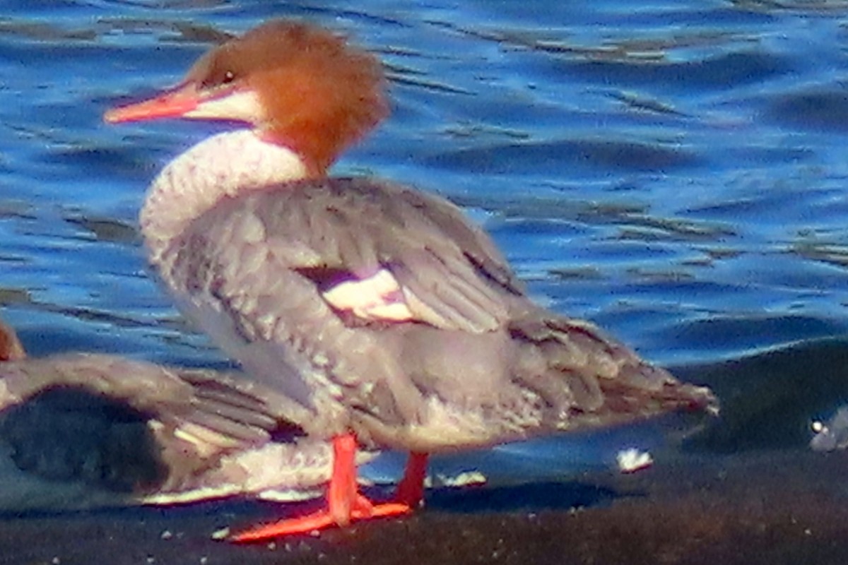 Common Merganser - ML641378426