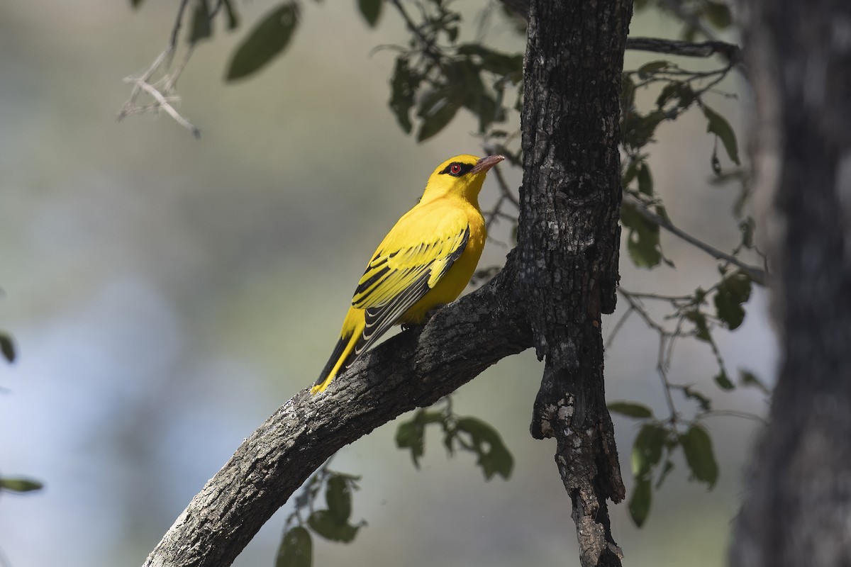 African Golden Oriole - ML641378529