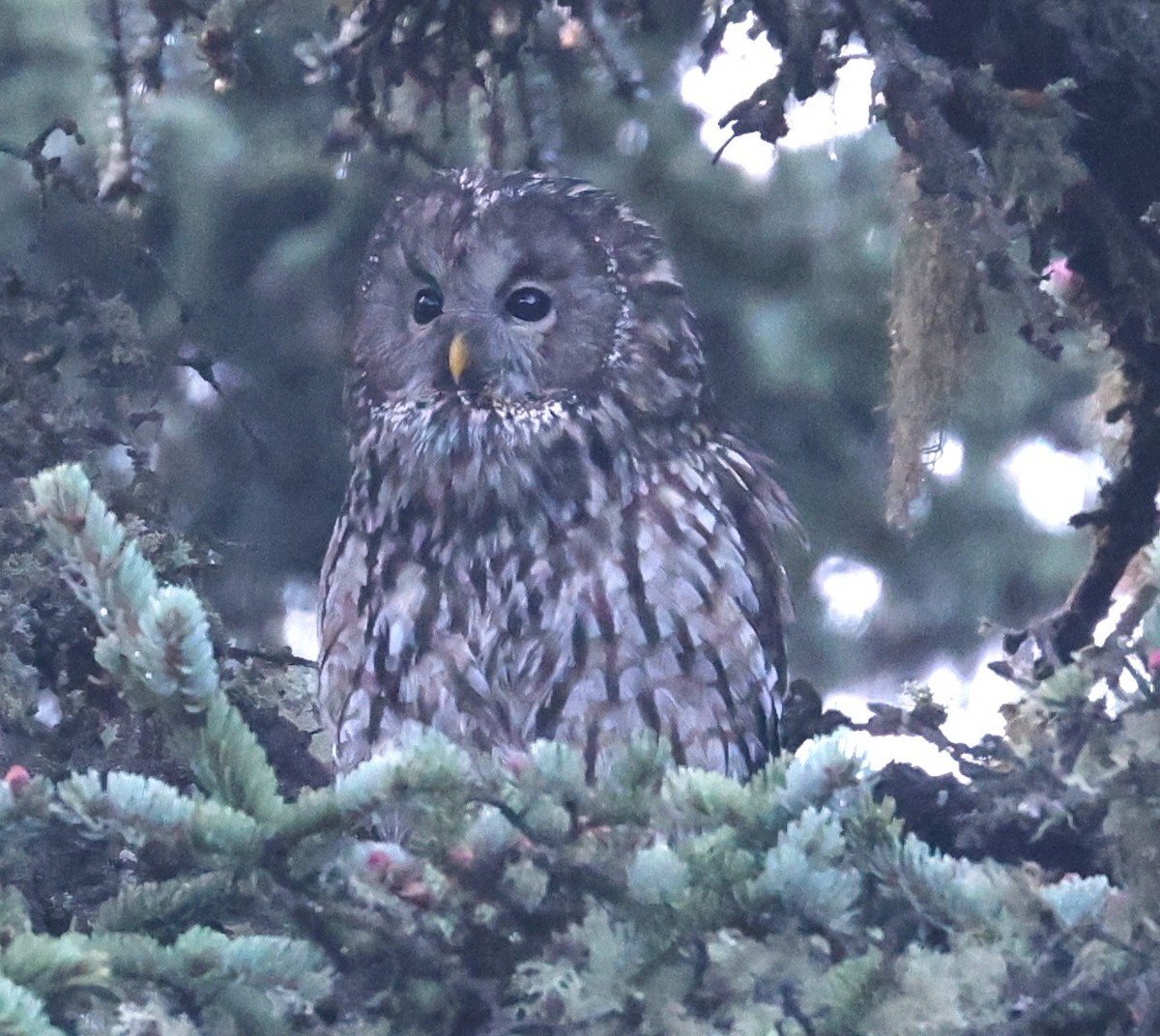 Ural Owl (Pere David's) - ML641378540