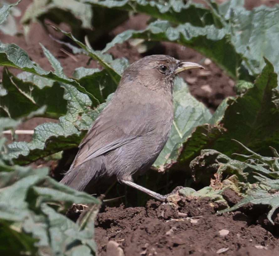 Pere David's Laughingthrush - ML641378584