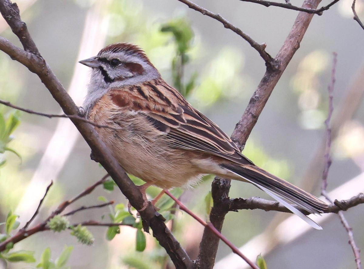 Godlewski's Bunting - ML641378591