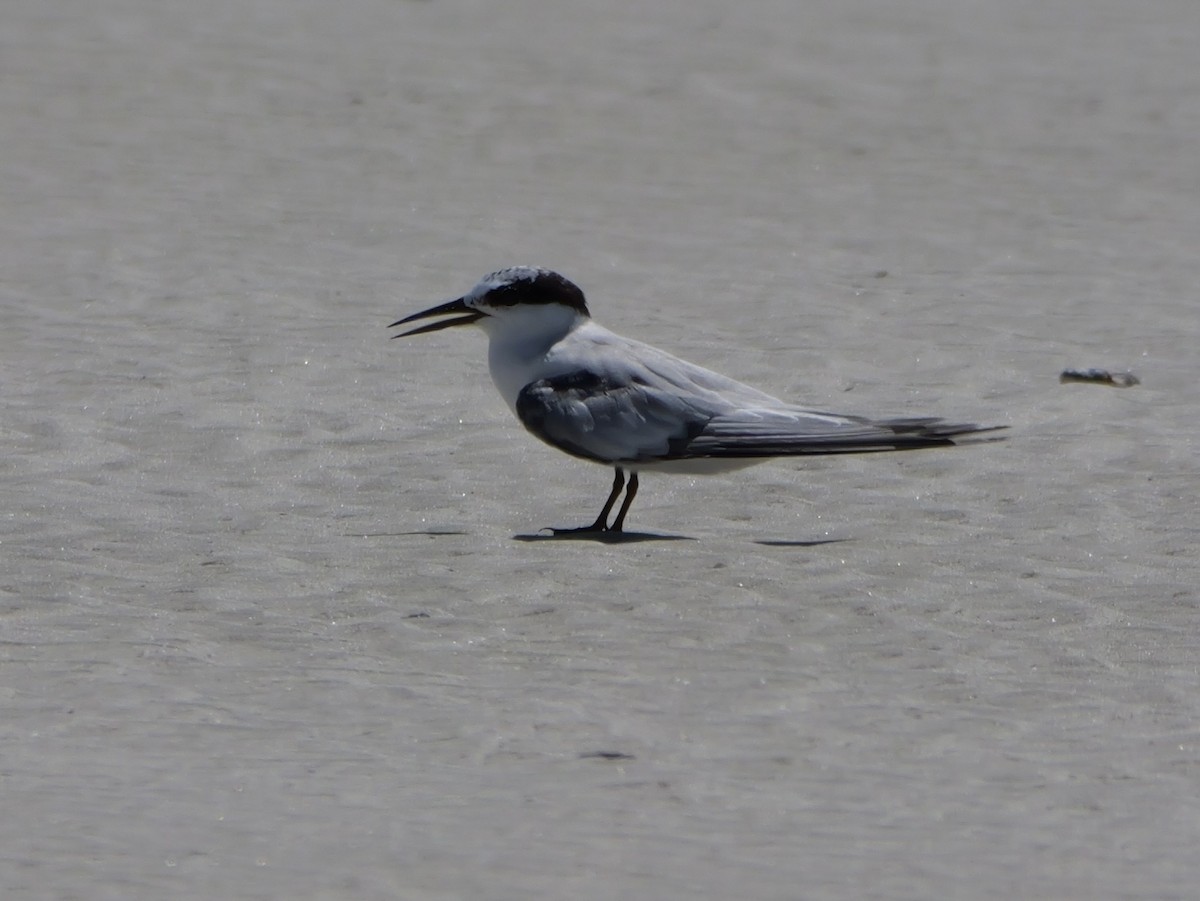 Least Tern - ML641378593