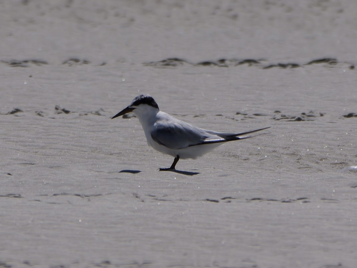 Least Tern - ML641378594