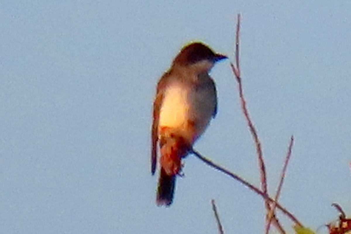 Eastern Kingbird - ML641378605