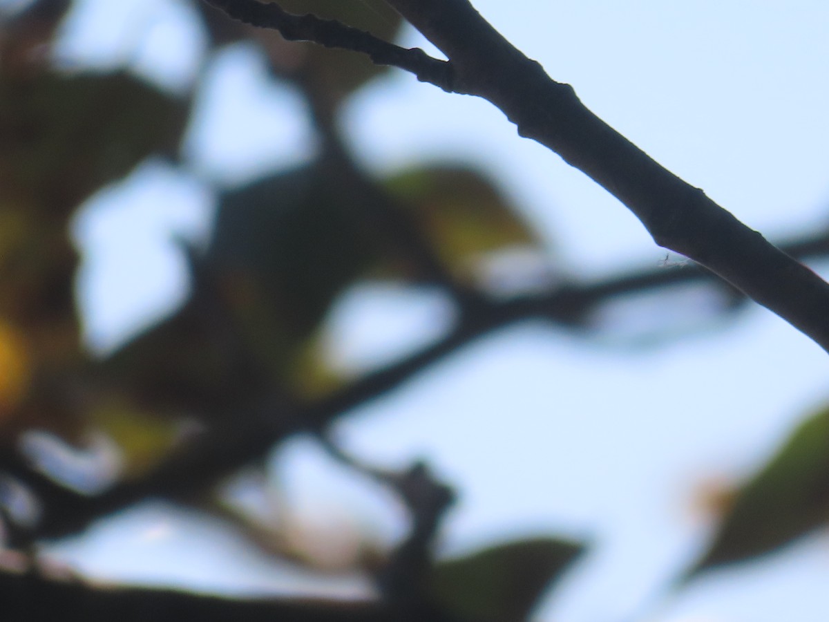 Tennessee Warbler - ML641378629