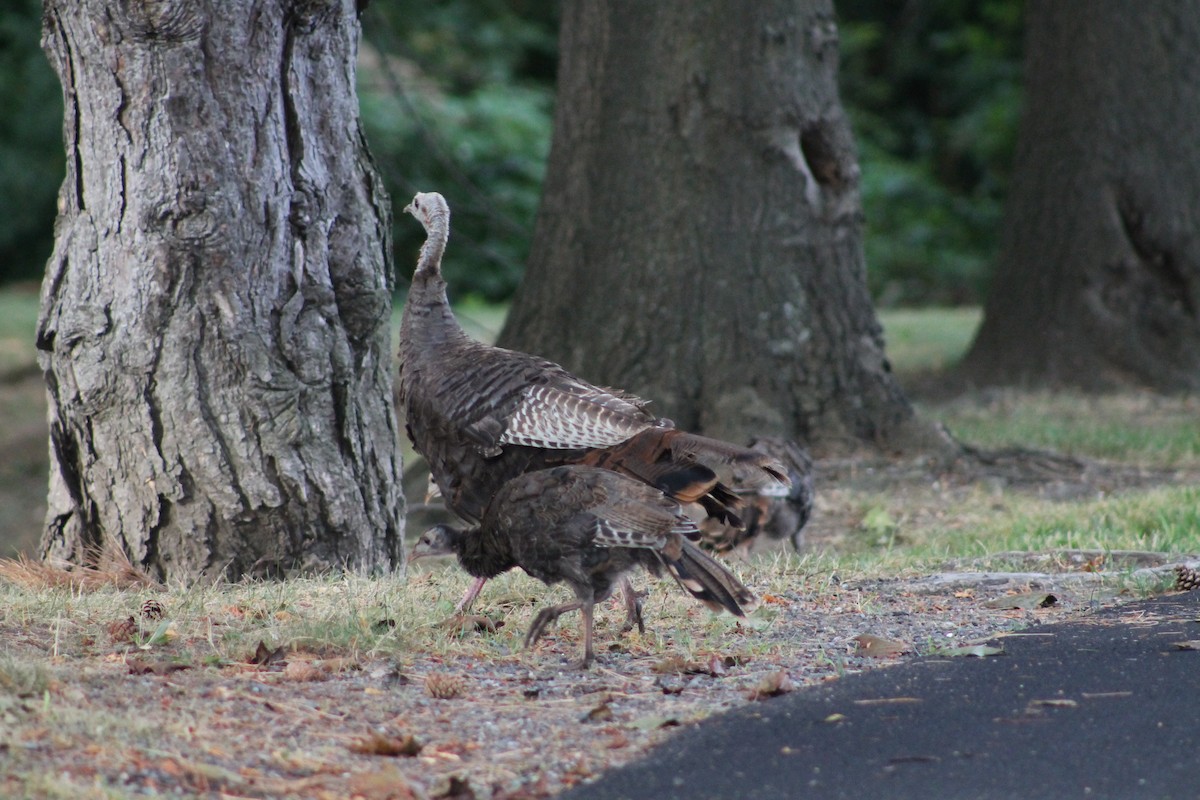 火雞 - ML641378634