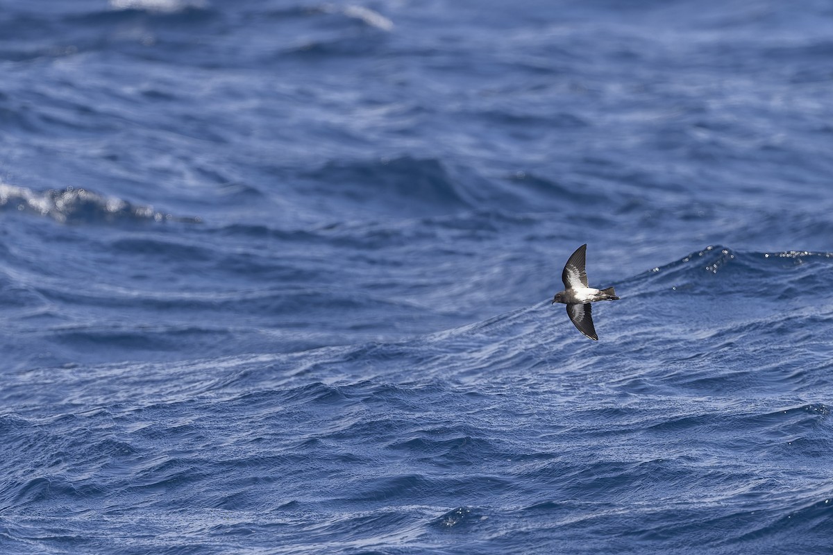 Black-bellied Storm-Petrel - ML641378661