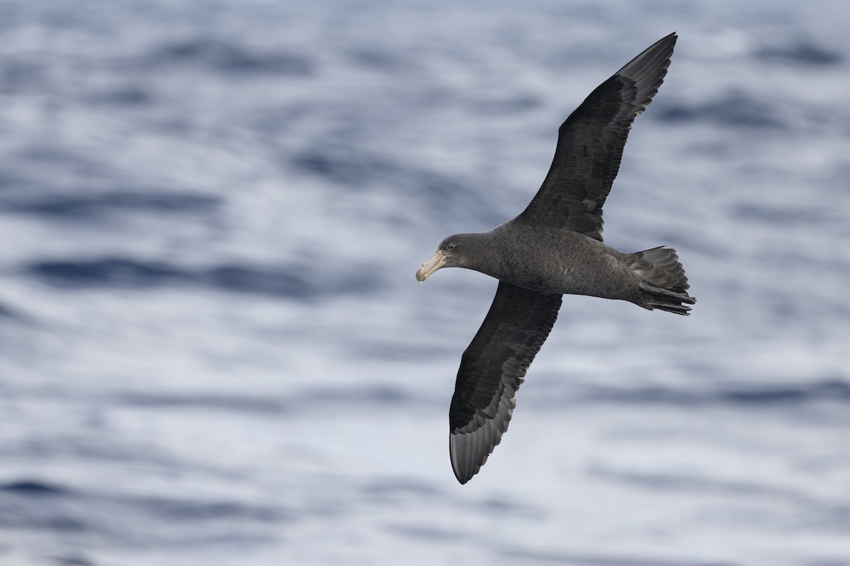 キタオオフルマカモメ - ML641378666