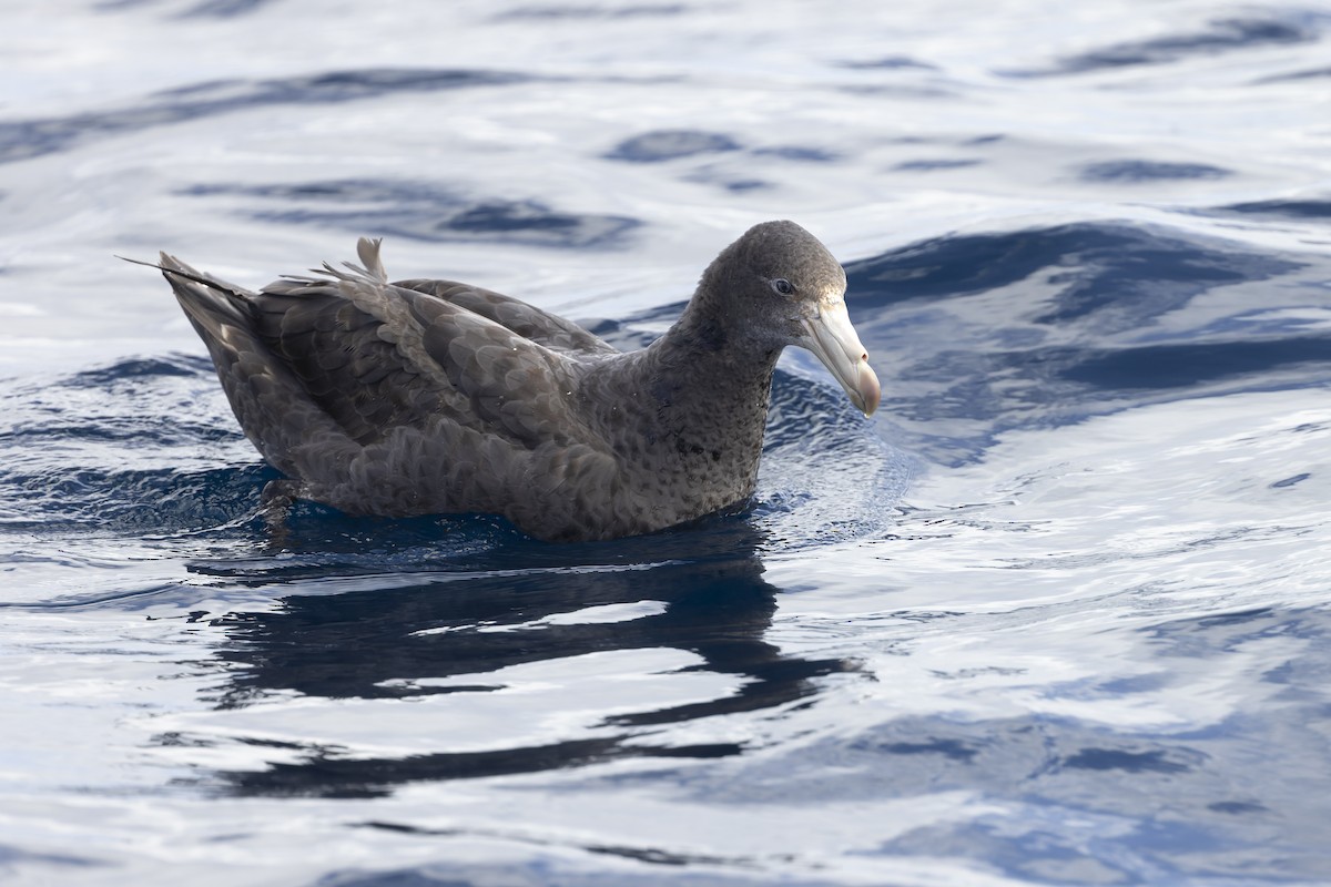 キタオオフルマカモメ - ML641378667