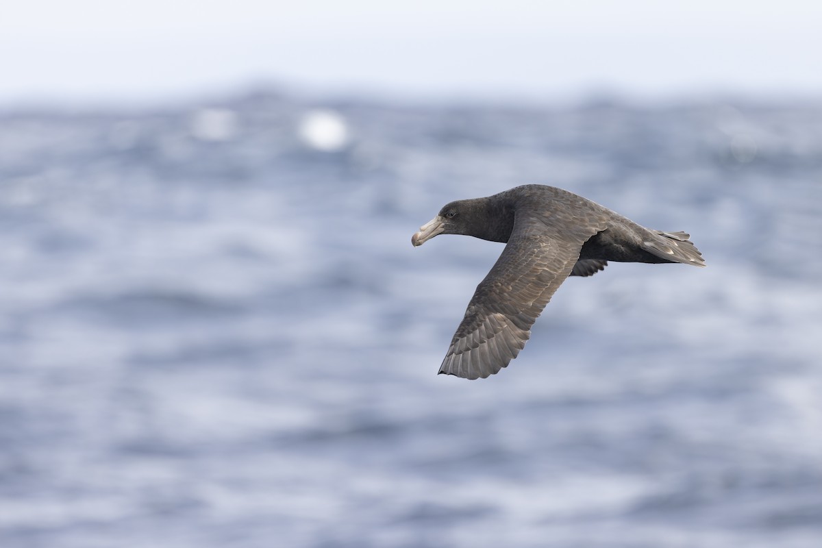 キタオオフルマカモメ - ML641378668