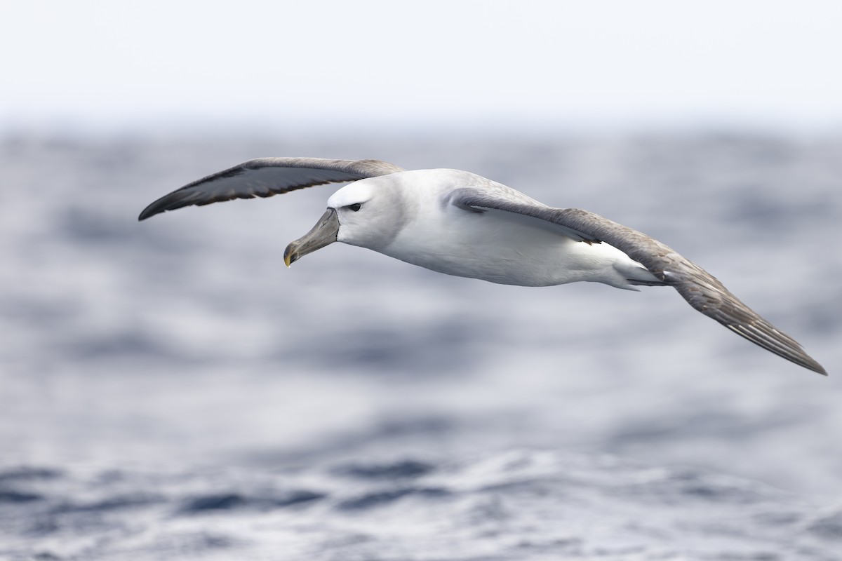 ハジロアホウドリ - ML641378672