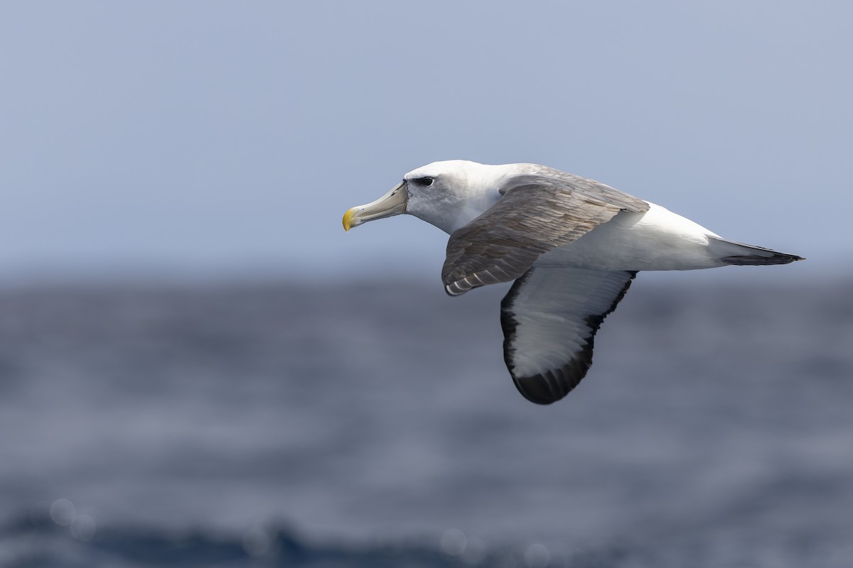 ハジロアホウドリ - ML641378673